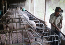 Giá thịt lợn phụ thuộc vào thị trường nội địa