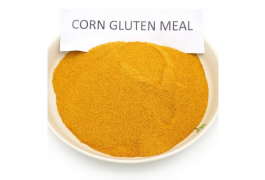 (BỘT GLUTEN BẮP)